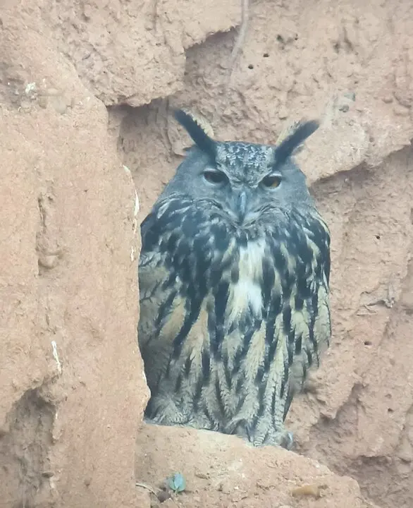 Búho real, una de las especies afectadas