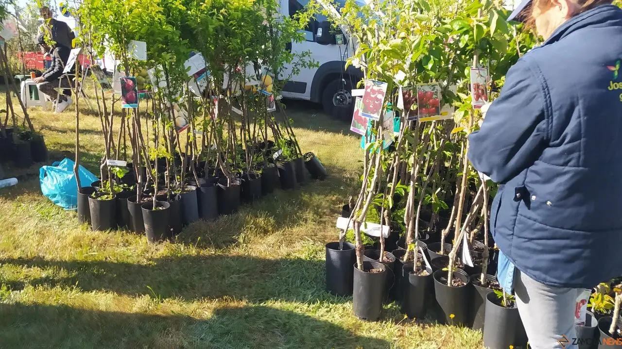 La Luz en la Raya brilla con luz propia