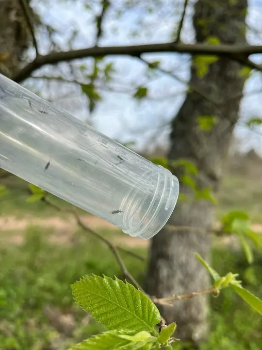 Zamora intensifica el control biológico de la avispilla del castaño