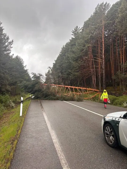 retirada de un árbol en la N 525