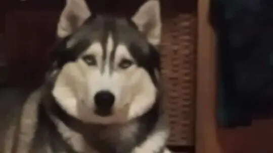 perro perdido