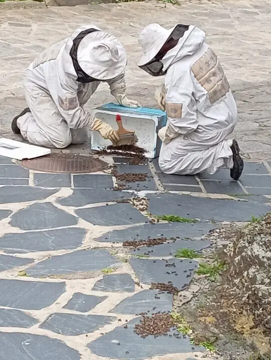 enjambre de abejas en Puebla de Sanabria