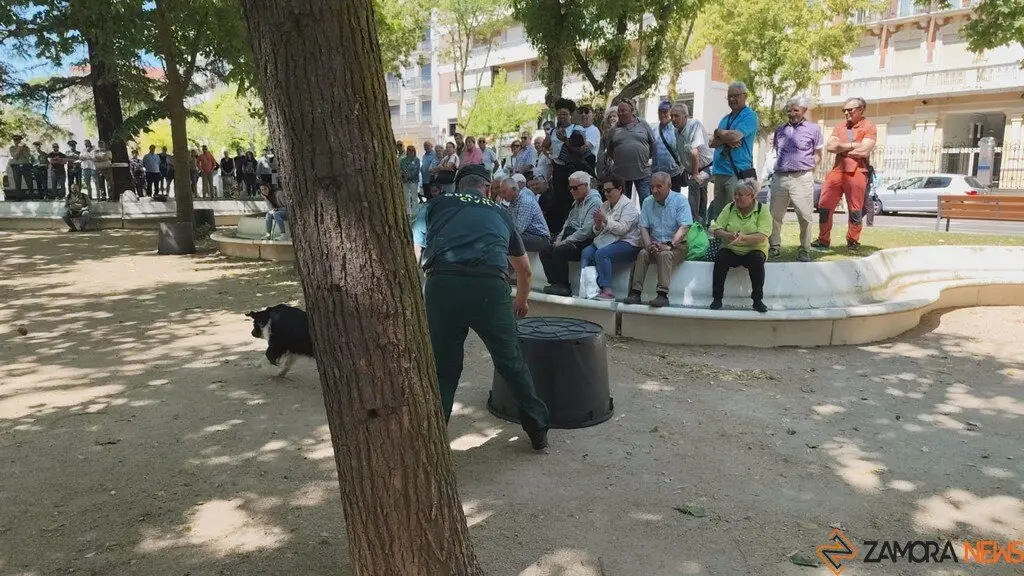 Día de las Fuerzas Armadas en Zamora_2
