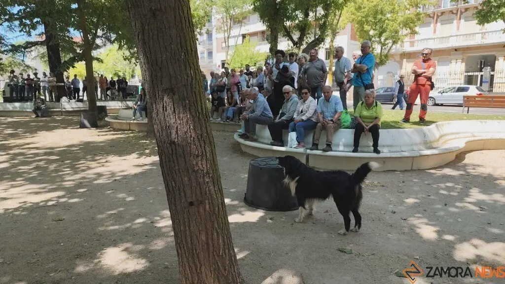 Día de las Fuerzas Armadas en Zamora_3