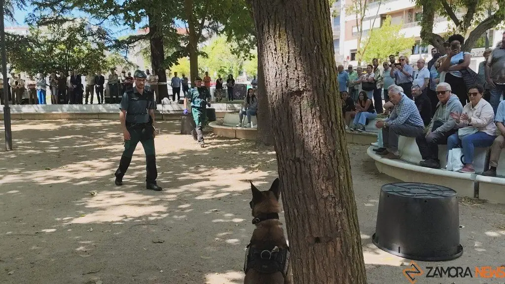 Día de las Fuerzas Armadas en Zamora_7