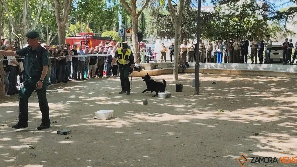Día de las Fuerzas Armadas en Zamora_13