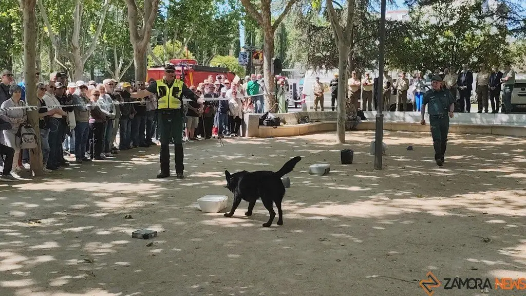 Día de las Fuerzas Armadas en Zamora_17