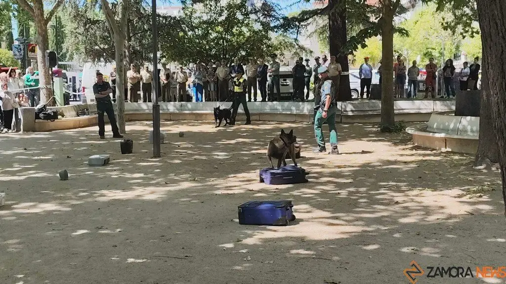 Día de las Fuerzas Armadas en Zamora_28