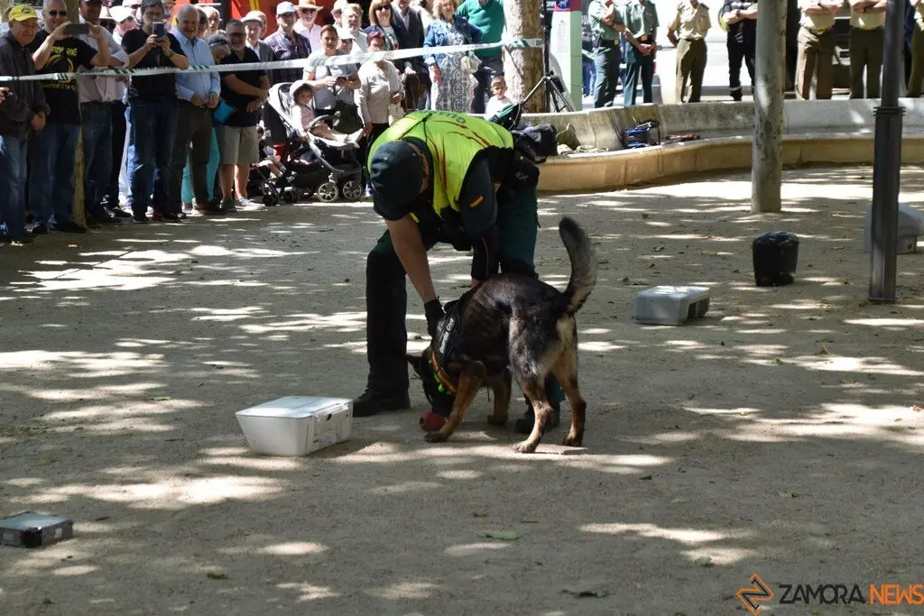 Día de las Fuerzas Armadas en Zamora_34