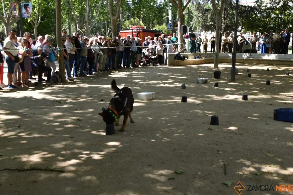 Día de las Fuerzas Armadas en Zamora_35