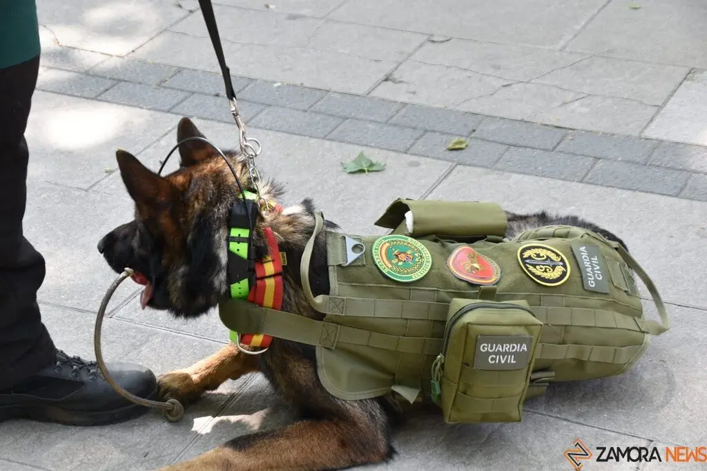 Día de las Fuerzas Armadas en Zamora_53