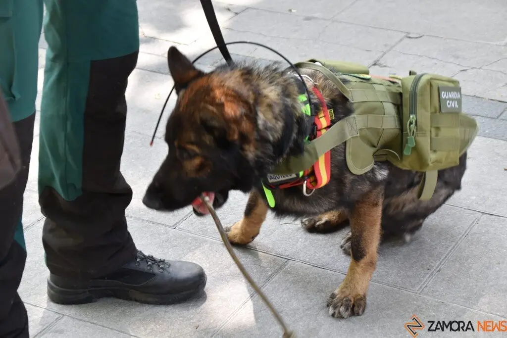 Día de las Fuerzas Armadas en Zamora_57