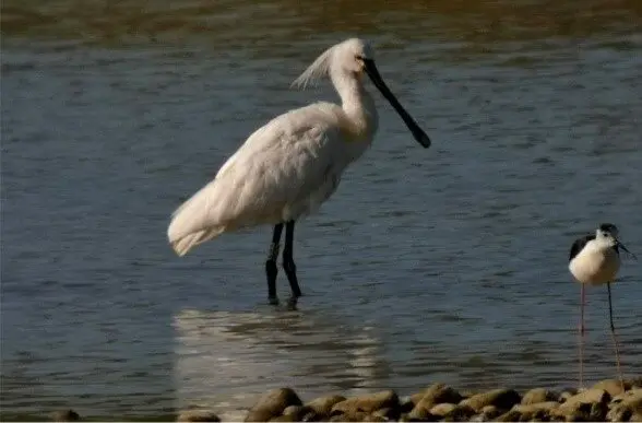 Garza