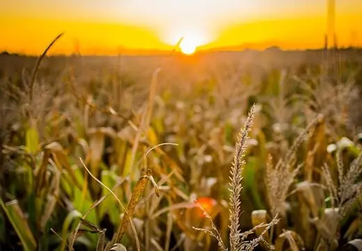 sector agroalimentario