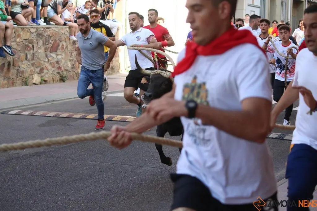 Toro Benavente_7