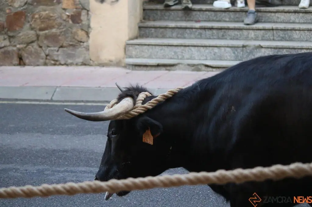 Toro Benavente_8