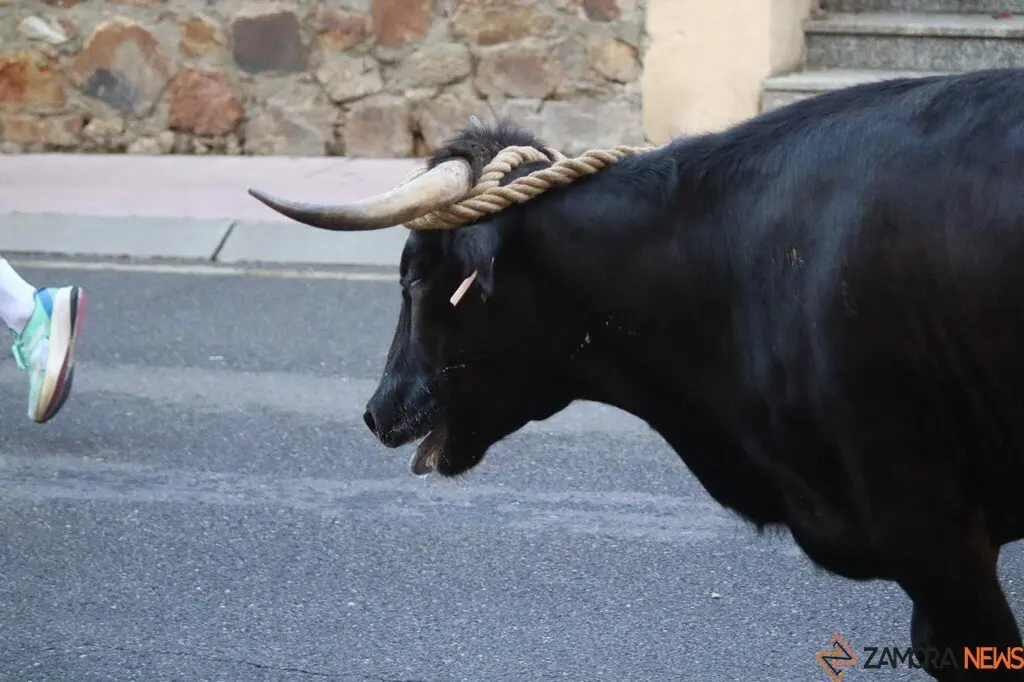 Toro Benavente_9