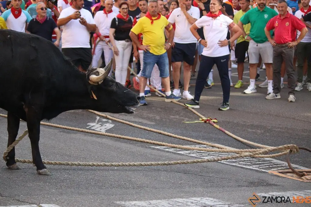 Toro Benavente_10