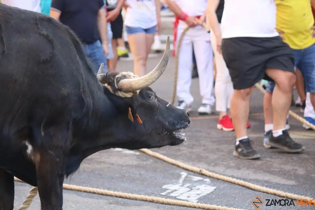 Toro Benavente_11