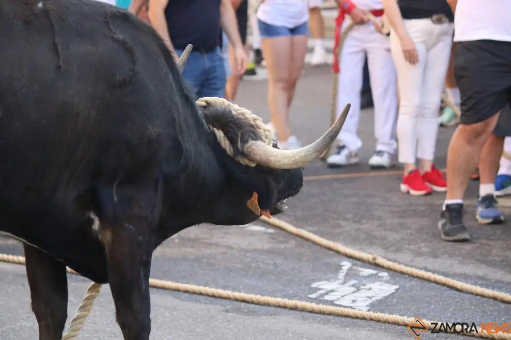 Toro Benavente_12