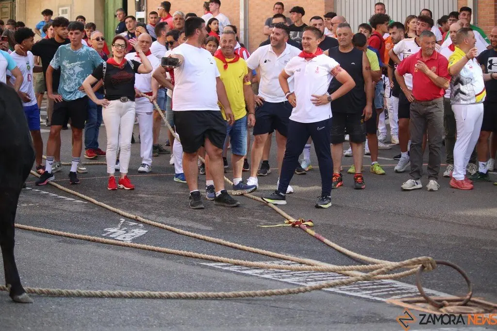 Toro Benavente_14