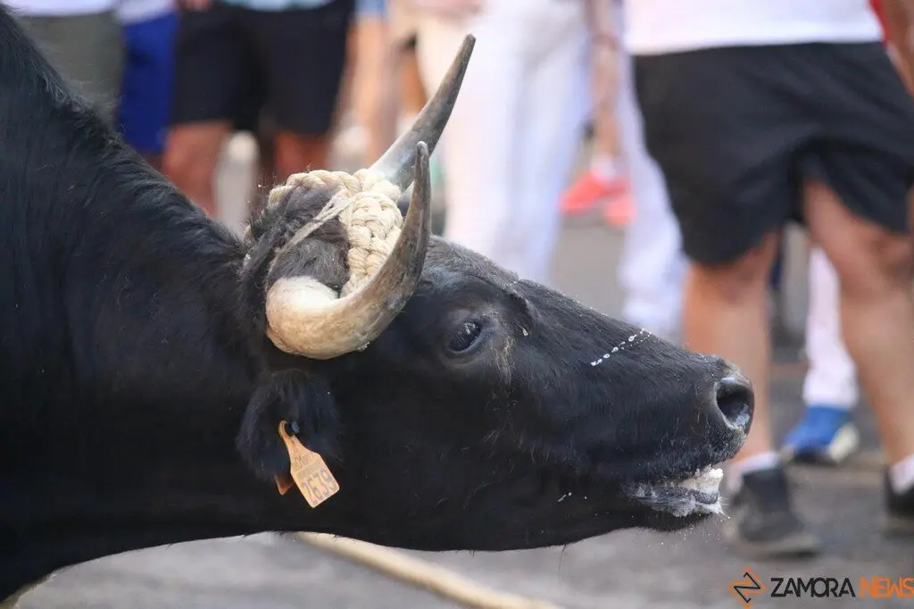 Toro Benavente_15