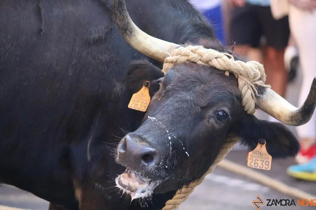 Toro Benavente_16