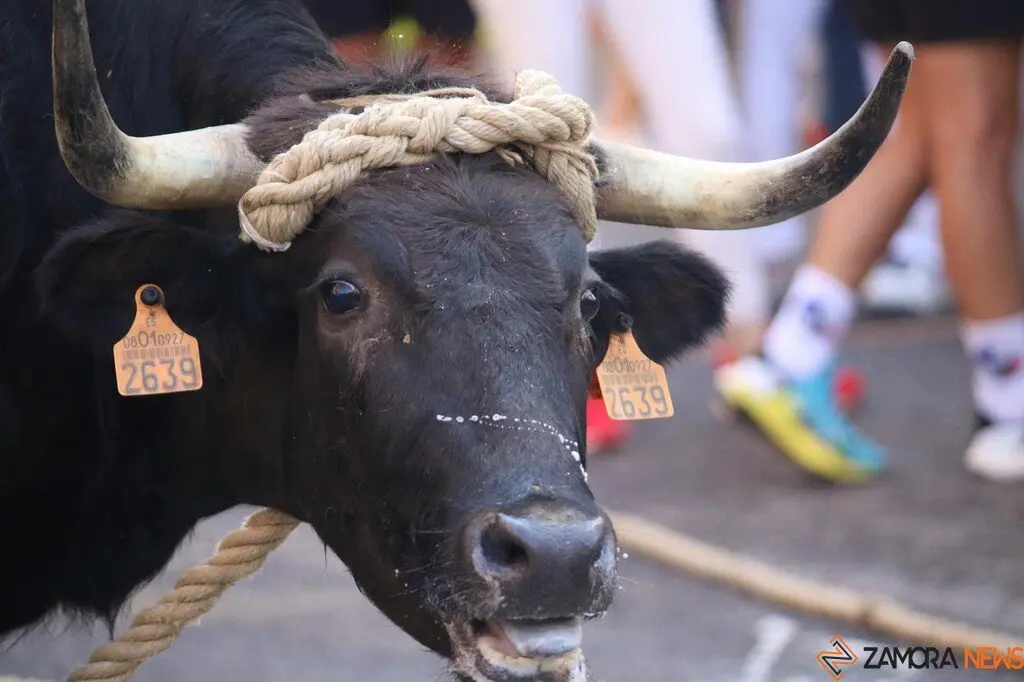 Toro Benavente_17