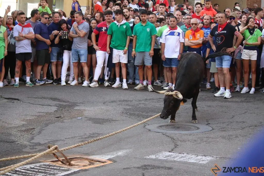 Toro Benavente_20