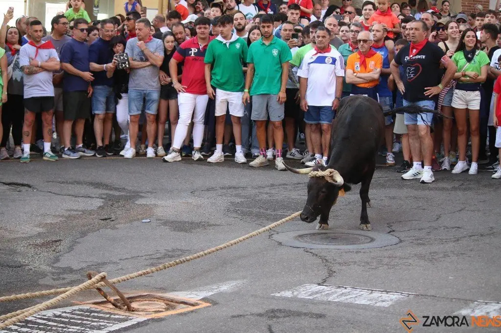 Toro Benavente_19