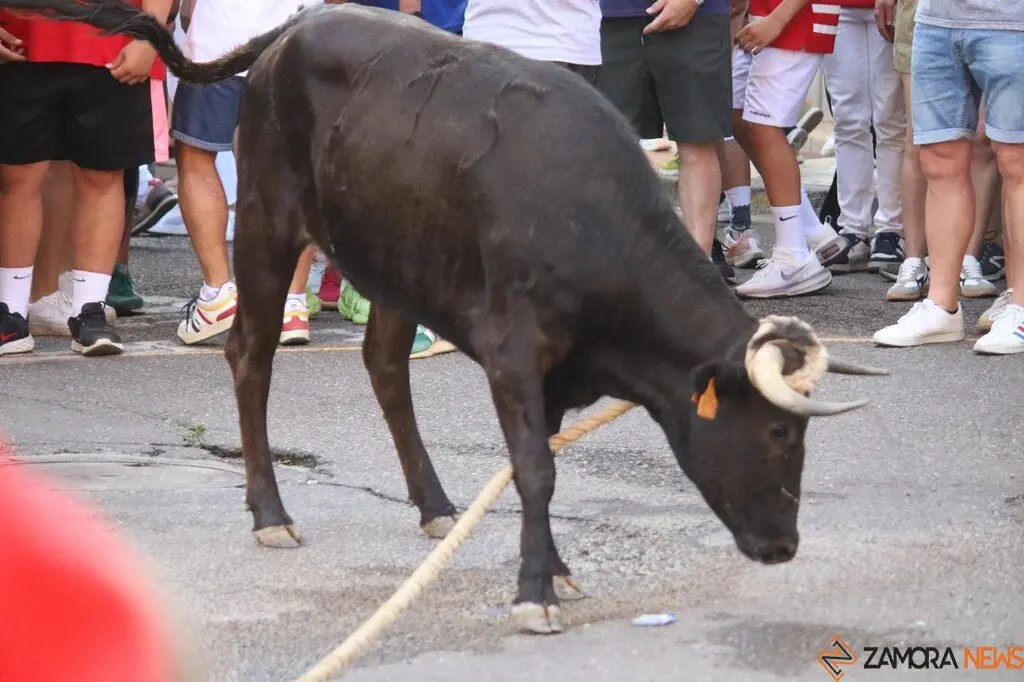 Toro Benavente_21