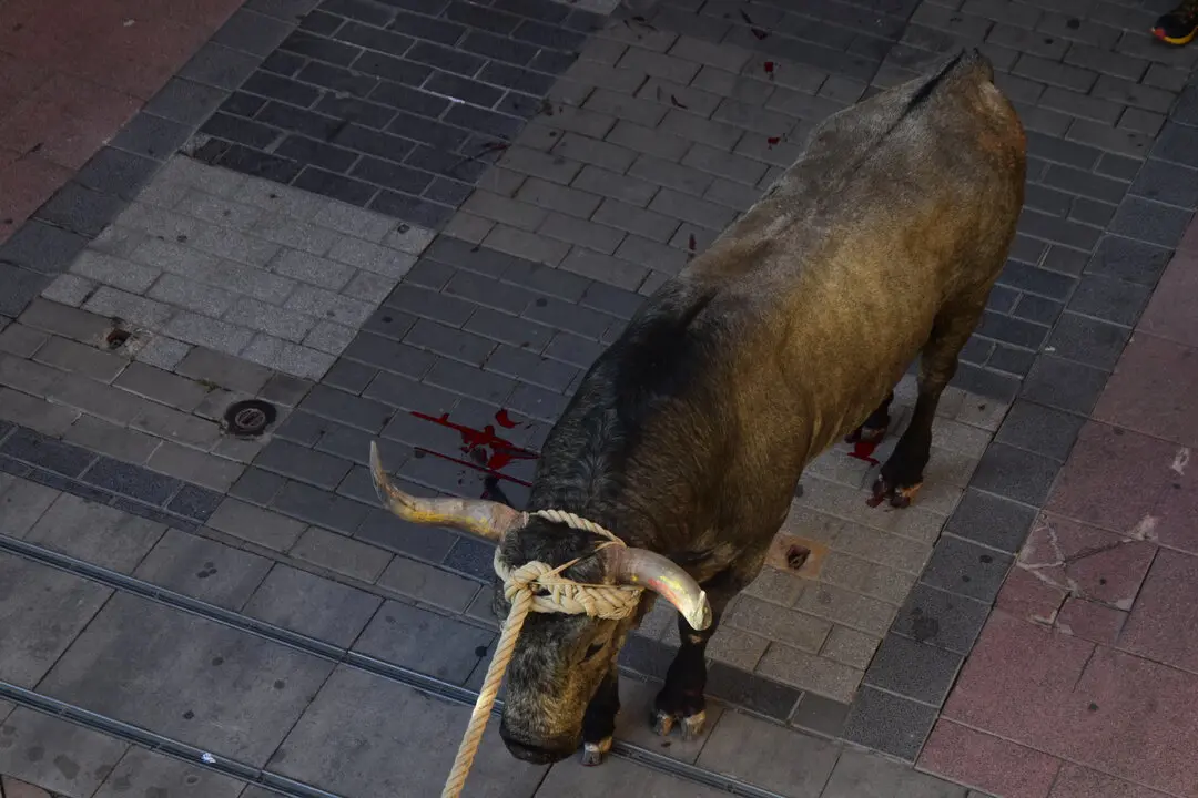 toro benavente 2025 (7)