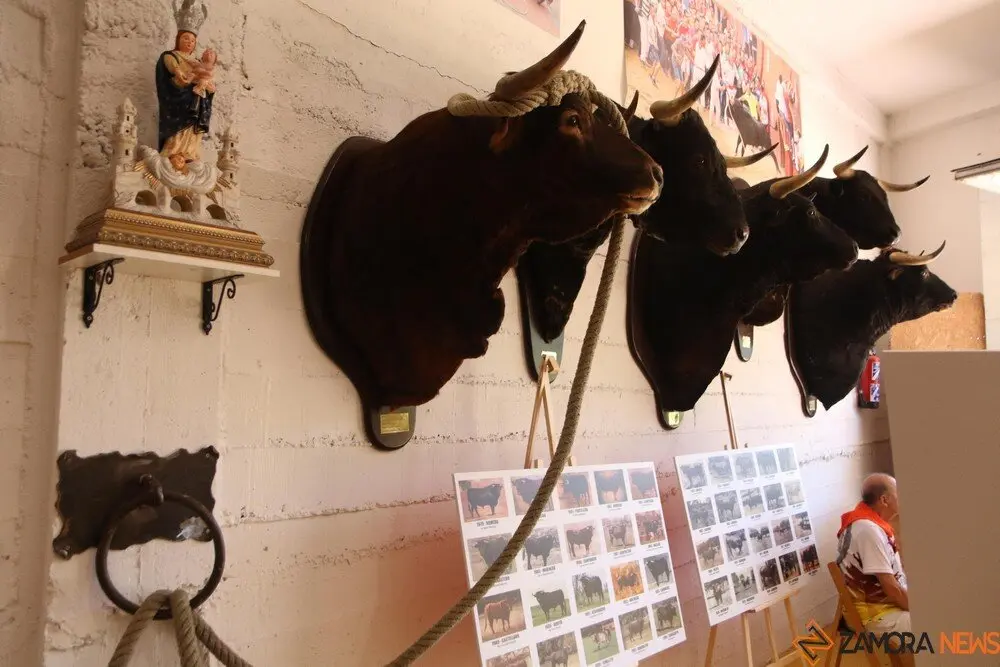 toro benavente 2025_7