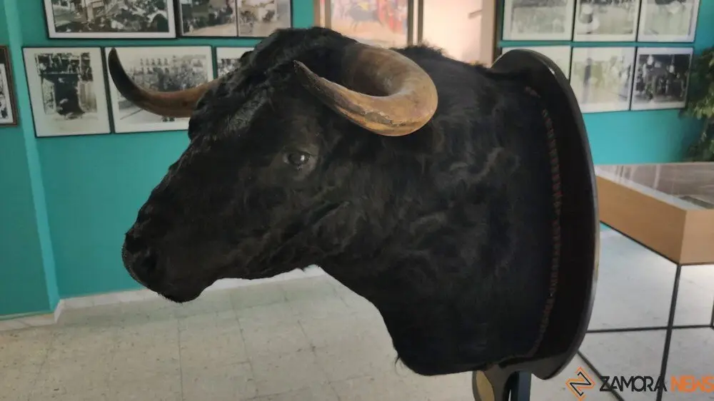 toro benavente 2025_24