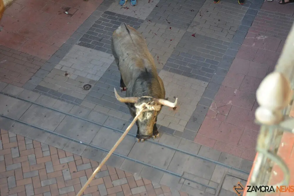 toro benavente 2025_112