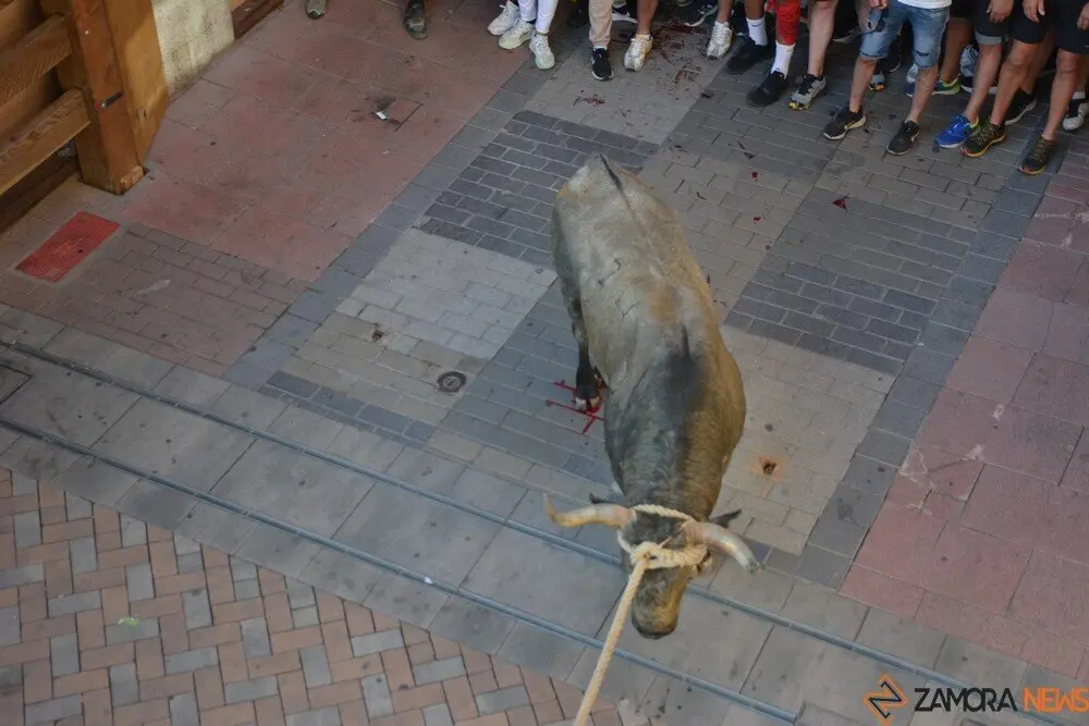 toro benavente 2025_117