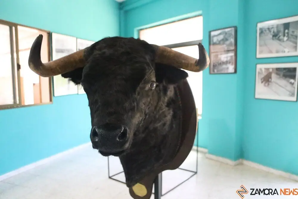 toro benavente 2025_148