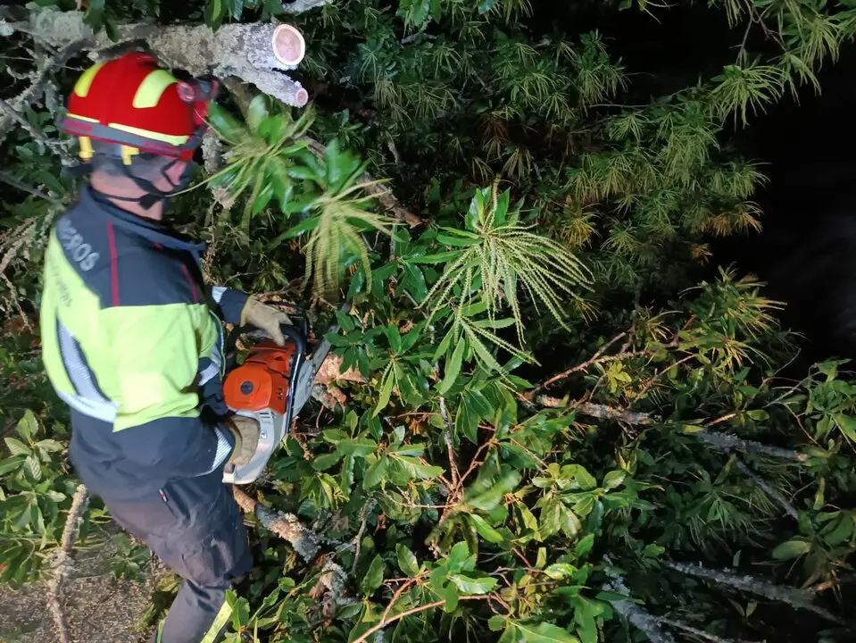 Un árbol de grandes dimensiones corta la carretera entre Nuez de Aliste y la N-122