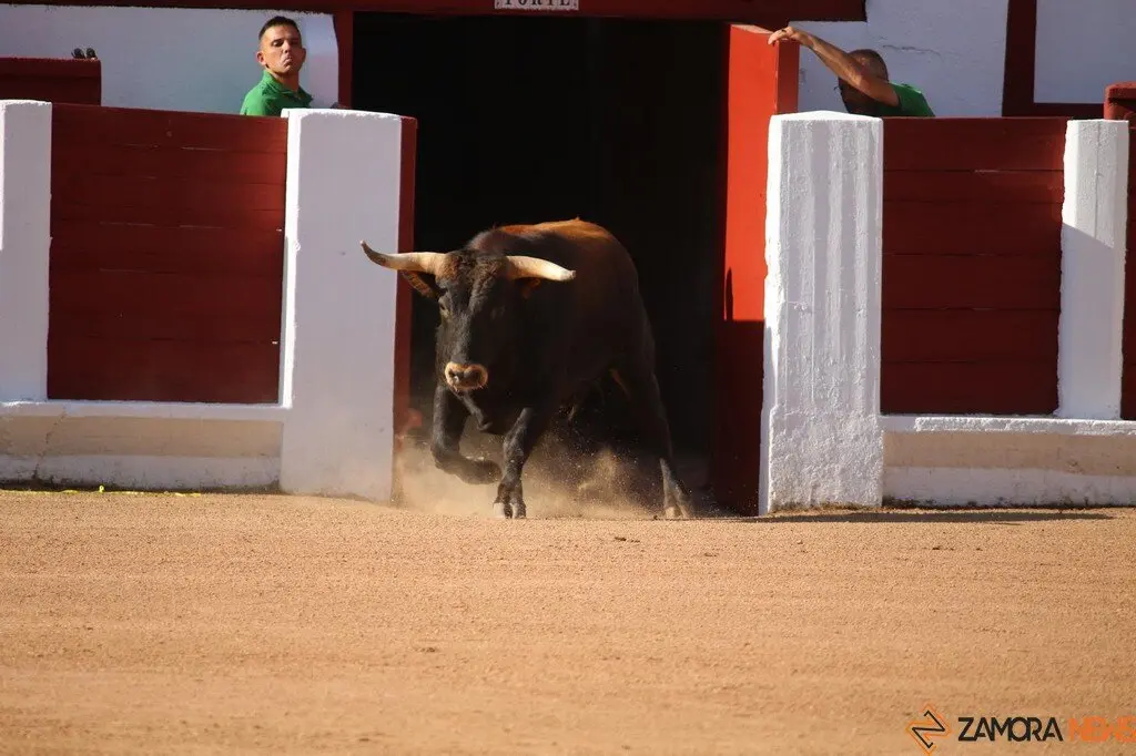Concurso Nacional de Cortes en Zamora_11