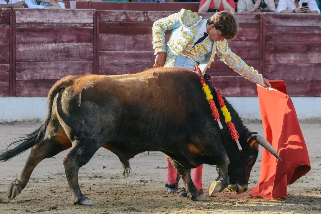 ledesma toros (4)
