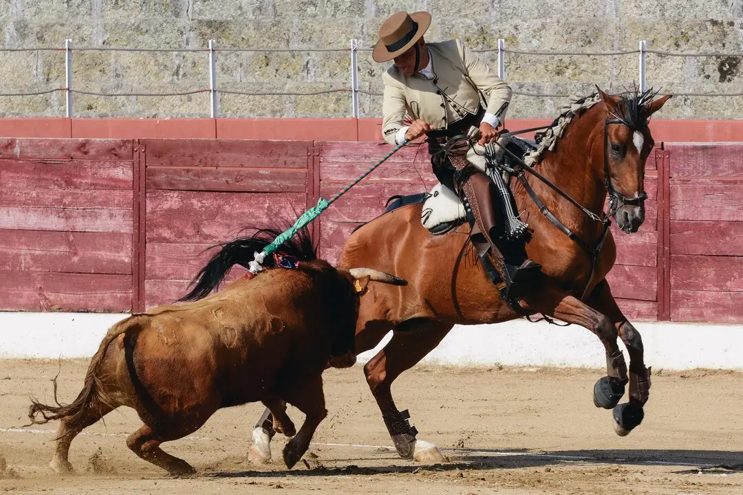 ledesma toros (6)