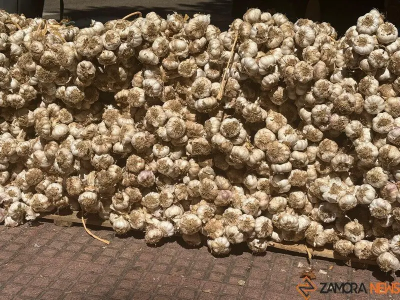 feria del ajo Zamora 2025_10