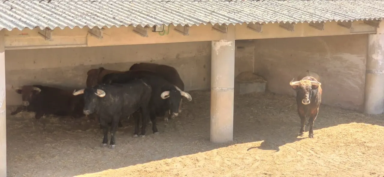toros 1