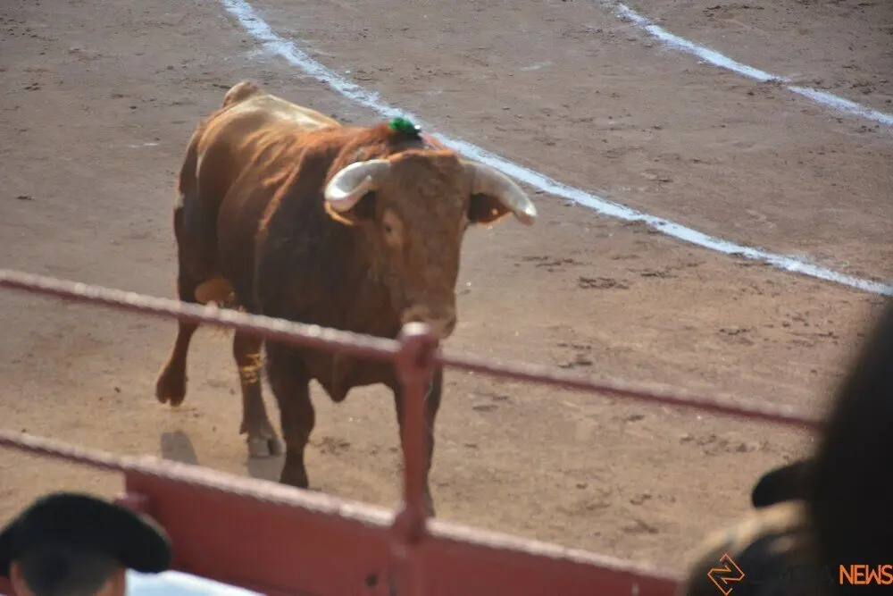 toros  y piraguas _143