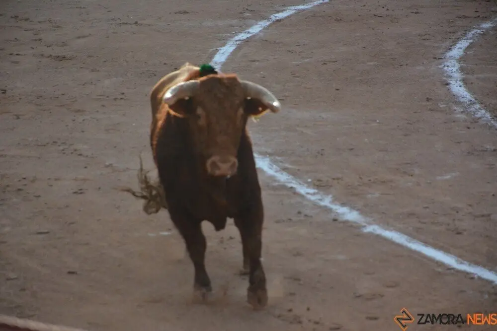 toros  y piraguas _142