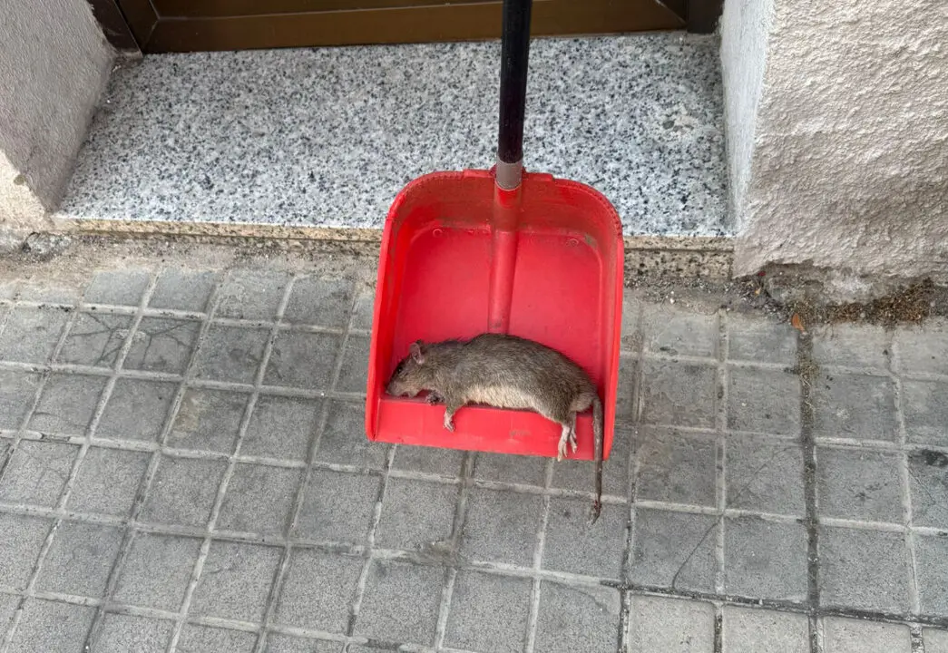 rata bomberos