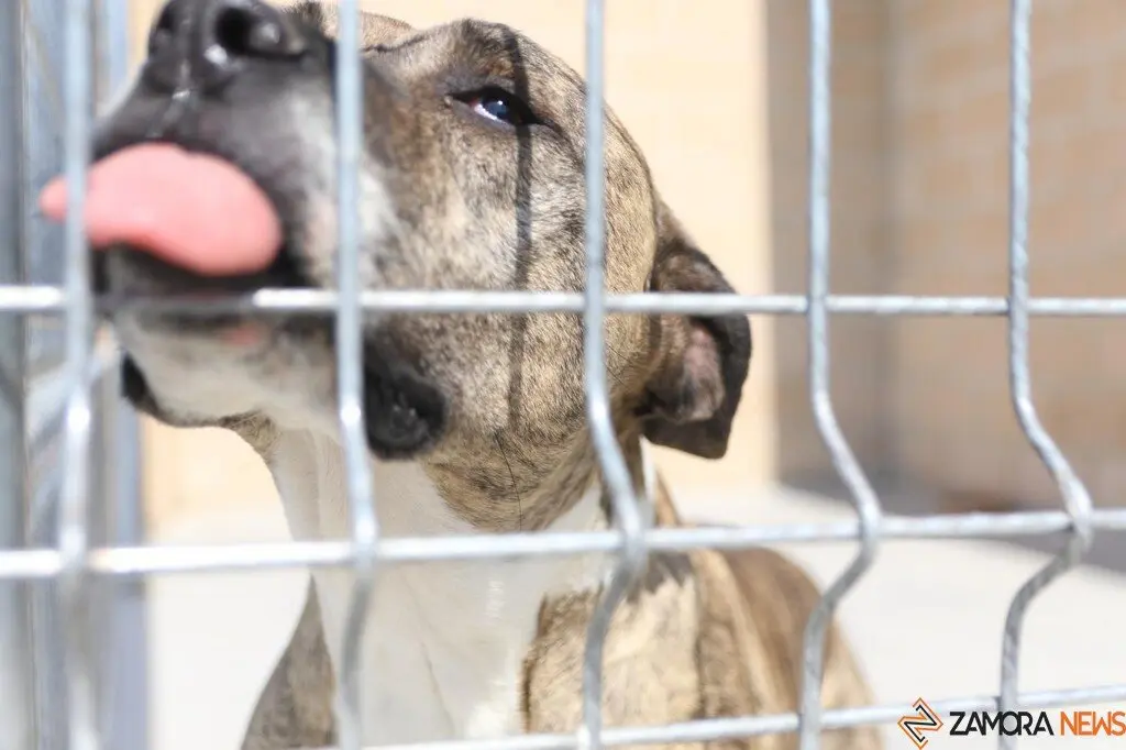 Nuevo centro de Protección Animal en Zamora_2