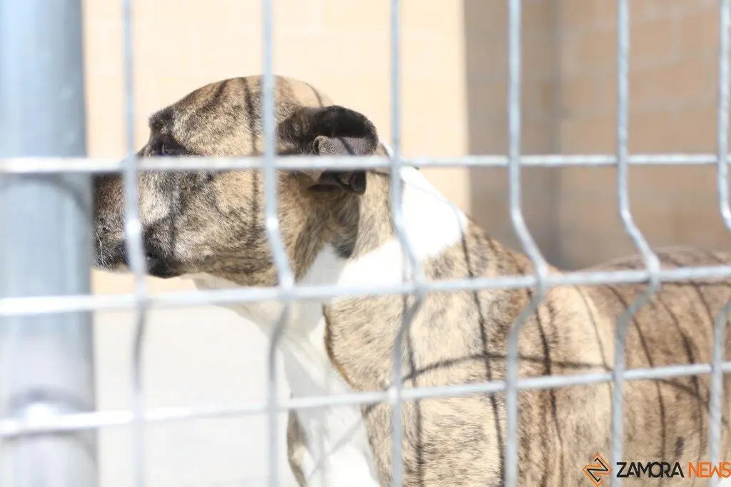 Nuevo centro de Protección Animal en Zamora_3