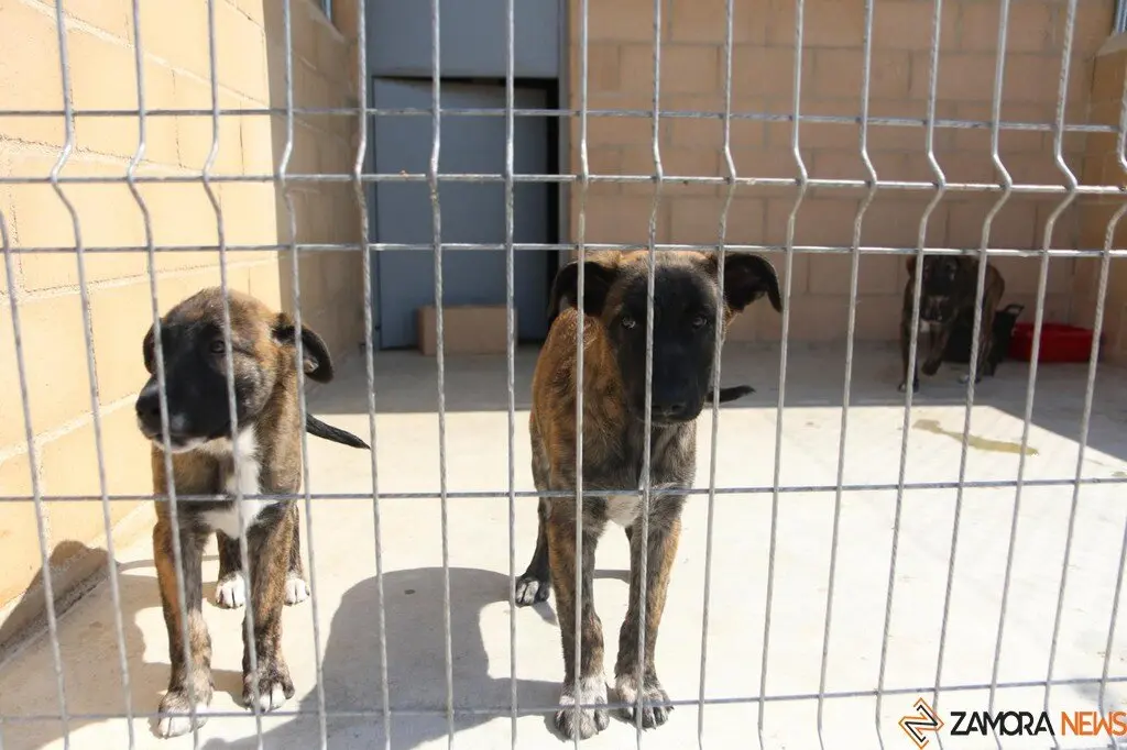 Nuevo centro de Protección Animal en Zamora_13