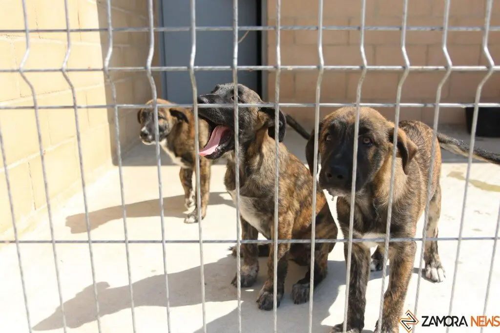 Nuevo centro de Protección Animal en Zamora_14
